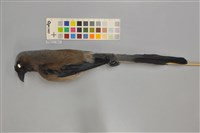 藏品(樹鵲)的圖片